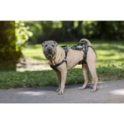 PetSafe CareLift Hebegeschirr Für Hunde Beige/ Schwarz M -Tierbedarf Geschäft 00230fc493a2fa8245378b8cc6046073102c120f 1481153 de DE 15acbfa97ec816b0798a5969f11ddf9e37fad4caUd8lts