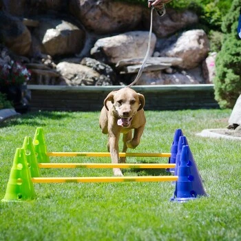 Altranet Caninegym Dog Agility Kit 4 Altranet Caninegym Dog Agility Kit – Bild 2