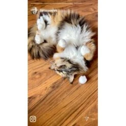 Kater Kasimir Premium Katzenminze, 60g Vorratspack (getrocknet, Geschnitten Und Gesiebt) -Tierbedarf Geschäft 0a8ae32e60664223a1beefc94e9ac56208606b87 1408153 de DE adc4a873272fd6b5f96f57d3a5134693bfc5f272qXbFbT