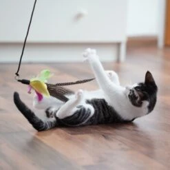 Schlitzohr Katzenangel Federanhänger 5x -Tierbedarf Geschäft 11ed2d225658009b8abd2f7334a71527c7d32c64 1484675 de DE 2194cc6dae193c9b0d821763f83834cddf74faa5Q2fI5o