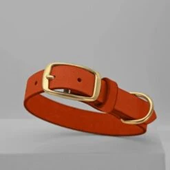 THE DOG IDEA Leder Halsband Orange M -Tierbedarf Geschäft 12b037fcd21444157e1d45a6d5fe2ee513fb1836 1674196 de DE 5978bd7e64f16150cd3183d9e93e99db73128fa2XPyfWy