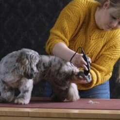 Moser Schermaschine REX MINI 9 Moser Schermaschine REX MINI -Tierbedarf Geschäft 26311403a9d7b70c3de3d6d478c9b7979d52d818 8d6659a959561a0e293ec7332a89fd631110efed