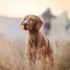 REAL NATURE Junior Pouch 6x300g -Tierbedarf Geschäft 2a7e6cb20be89e03efc3fb044f52385d1267f3cd 1314110 de DE Real Nature Original Dog bild 2