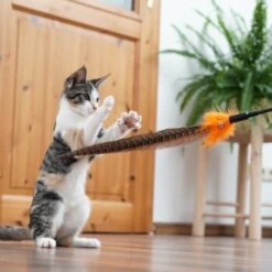 Schlitzohr Federwedel Birdy 3er Pack 18 Schlitzohr Federwedel Birdy 3er Pack -Tierbedarf Geschäft 2e08cedc855b4fe4d22372cc22f48cef3188be3c 1659562 de DE 4a8ba2ccf79071630769db1080a8b14fba93fcb3EKX8X8