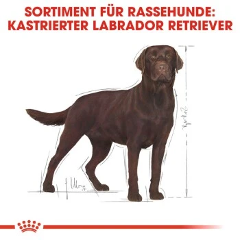 ROYAL CANIN Labrador Adult Sterilisiert 12 Kg 6 ROYAL CANIN Labrador Adult Sterilisiert 12 Kg – Bild 4