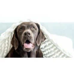 Mammaly Relax Time 110g -Tierbedarf Geschäft 3dd35fe2b92d8dcd6709afd1b3b41791517f9181 1472888 4