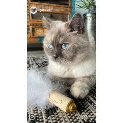 Kater Kasimir Deluxe Set Mit 9 Beliebten Katzenspielzeugen Aus Naturmaterial Und Handgemachtem CATDAD Armband -Tierbedarf Geschäft 4d777484de5457a02028f595b53fdb1b69e309d7 1408151 de DE 911e17a5e45692f3789ac8bc9aee946048898d74SkrQo3