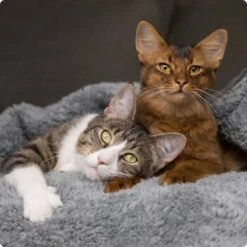 SELECT GOLD Adult Indoor Huhn 12x85 G -Tierbedarf Geschäft 536de371626fbac7381fe51ce63607aedfae0cd8 1099803 de DE 4 Select Gold Cat 1