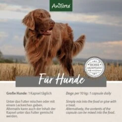 Aniforte Zecken Schild (10 Bis 35kg) Für Hunde 60 Kapseln -Tierbedarf Geschäft 5d4c18b2293faf2e5564b5312e60cc2ae485fb29 1332832 de DE ffd45c07e5d1db9ca6ca2f6cb8b8fd03b27d87f7qF1J4e