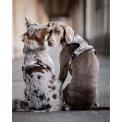 Freudentier Atmungsaktives Hundegeschirr S -Tierbedarf Geschäft 60763e7cdc3143ae2ada3f33a2b124e946c82892 1429123 de DE 05eb8356fc8846a85db1b1c7dbf343213de5fba4a7ntWK