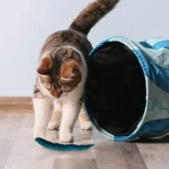 Kater Kasimir 3 Handgerollte Filzwürmchen Aus Schurwolle + 1 Mini-Flasche Katzenminze-Spray 9 Kater Kasimir 3 Handgerollte Filzwürmchen Aus Schurwolle + 1 Mini-Flasche Katzenminze-Spray -Tierbedarf Geschäft 628f7d1d4ec1f70990cd24d861db16d7b447278c 1409266 de DE e1034005335ef5de37662c8ab367f77b33e0f5830ItxtL