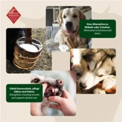 ChronoBalance Kuhmilch Käsestick (S) 2er Paket -Tierbedarf Geschäft 65acdfc4d357cff24f0306159763c350cf3dbe1a 1418705 de DE 6e5d452c715e3c46c21bd7dd434bb74b98e2078f3ElMqg