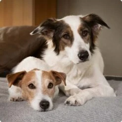 SELECT GOLD Complete Maxi Junior Rind 4 Kg 9 SELECT GOLD Complete Maxi Junior Rind 4 Kg -Tierbedarf Geschäft 6abb6915af23c615d0cf74853b0a3bb663e7931c 1096086 de DE 4 Select Gold Dog 4