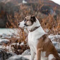 THE DOG IDEA Boho-Chic Halsband Mokka L 11 THE DOG IDEA Boho-Chic Halsband Mokka L -Tierbedarf Geschäft 6b49a99aa143d54502c8eb3ec2408952c563ffa4 1485274 de DE 1df4c97abf7367170a94b9b3059f319b00fb78f7T5UAow