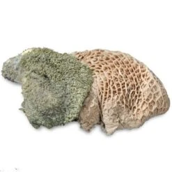 ProCani Buy Nature Pansen Grün 16x500 G -Tierbedarf Geschäft 71a8a83dd756fbb16781bf6cc22fc4476cf3d110 1408847 de DE Pansen Napf Aufsicht 2