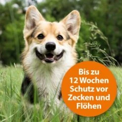 Ardap Spot-On Für Hunde M -Tierbedarf Geschäft 754cb0999b71200c7309e0ceebfa48c781455c5a 1150898 de DE 985bac0b3c4e553309f761cccdf8a28957d958admDXlh4