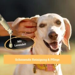 BeG Buddy Ohrreiniger Für Hunde, Juckreiz, Verschmutzung & Ohrmilben, Ohrenpflege Hund -Tierbedarf Geschäft 7b60a3022ebb426552422fbdc4dd8d77c64be8cf 1500787 de DE b51c870aaae4933941aa890d02263a49251d01d5OgvvjE