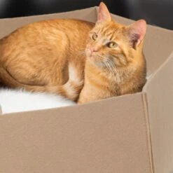 Canadian Cat Company Filzlounge AVA Beige M -Tierbedarf Geschäft 7ba98935d491c8b2eebde8b45b44b5579e11436b 1360999 de DE 54fbbf1eb9753052e253ccd1148556ea0b8ca2627HAhZx