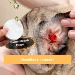 BeG Buddy Ohrreiniger Für Hunde, Juckreiz, Verschmutzung & Ohrmilben, Ohrenpflege Hund -Tierbedarf Geschäft 7e57ffedd36efe83c62c35bf2950e792a38dc962 1500787 de DE 4ccff8ce096d74f709ff92188adeaa6426f950e3pEPR1R