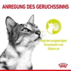 ROYAL CANIN SENSORY Smell In Gelee Für Wählerische Katzen 12x85g 15 ROYAL CANIN SENSORY Smell In Gelee Für Wählerische Katzen 12x85g -Tierbedarf Geschäft 8189732b9ae1a398fb4fb109d95a4bf54f9ea43e e98d42f060ba951a9dc658034746788da77dfcfd