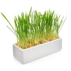 Canadian Cat Company Futterbar Cat Diner -Tierbedarf Geschäft 826fd086574d64d46c2802167da1bfdae7b147ec 1345694 de DE b3d7c26a7588f99653da66172f4236f4bcef6045zlgKlp