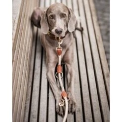 Freudentier Führleine 2m & 3-fach Verstellbar -Tierbedarf Geschäft 82c4c16600b55dad96f7e995c74cb66bd8f2d8b5 1496011 de DE 621b9f718972b0ac63a777999c0f3069752bf98d8ANo7T