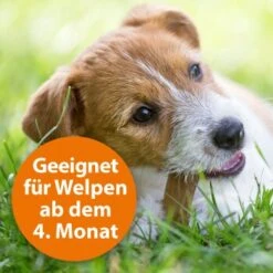 Ardap Zecken- & Floh-Halsband Für Hunde M -Tierbedarf Geschäft 8c7780054977f67bacc151139c6a423e7b9598d5 1221081 de DE eaa998d5d9a4dddabb20499675a876ce02b34af5kOh2o6