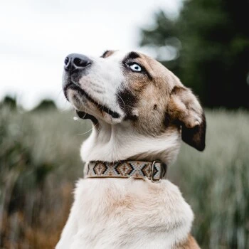 THE DOG IDEA Boho-Chic Halsband Mokka L 6 THE DOG IDEA Boho-Chic Halsband Mokka L – Bild 4