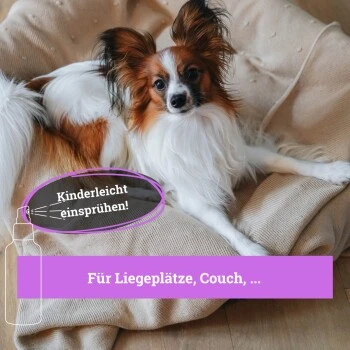 BeG Buddy Körbchen Spray Beruhigung Stress 4 BeG Buddy Körbchen Spray Beruhigung Stress – Bild 2