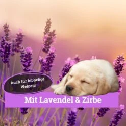 BeG Buddy Körbchen Spray Beruhigung Stress 10 BeG Buddy Körbchen Spray Beruhigung Stress -Tierbedarf Geschäft 9d7bd8e422fc117daaa45f2eadc4e2e342f5d199 1669471 de DE 146feb38dd17e6baa3c59778f26e903482106de9cso8xz