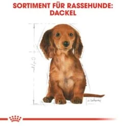 ROYAL CANIN Dachshund Puppy 1,5 Kg -Tierbedarf Geschäft 9ef2cd452233701ce9cb5c54b3fa30a00f10bbd2 54bf92544bc0421cc474412f71304ef9aa928d8a