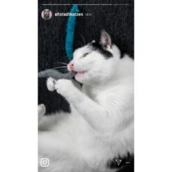 Kater Kasimir 3 Handgerollte Filzwürmchen Aus Schurwolle + 1 Mini-Flasche Katzenminze-Spray 11 Kater Kasimir 3 Handgerollte Filzwürmchen Aus Schurwolle + 1 Mini-Flasche Katzenminze-Spray -Tierbedarf Geschäft 9f7ff512709dd50e91c430c3ac3ef7ee598f1a2a 1409266 de DE 1fc0cc3c919dcaaf28a0e442859a52c0a2aaef43Mb7rqZ