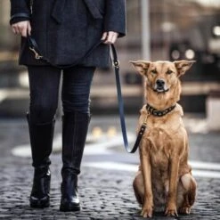 THE DOG IDEA Biothane Halsband Gold Khaki M -Tierbedarf Geschäft a8da2edd8d357e6928eb225271a6688f9d2b336c 1655419 de DE 01b2176a917ca11ea55be7a01d9a2ab678a246c647UefU