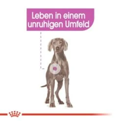 ROYAL CANIN Relax Care Maxi 9 Kg -Tierbedarf Geschäft aae200dd20a34c1bd2ab53469bd083be6075a270 3f0541ec8923021cfa4a489ac16d527744f53a6e
