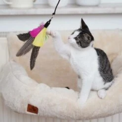 Schlitzohr Katzenangel Federanhänger 5x -Tierbedarf Geschäft ac968f3e92fea38def92e5a7524fa7085dc78563 1484675 de DE ddb20d567bfb55f49958028f07ad50186cd87523xUAnfc