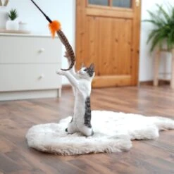 Schlitzohr Federwedel Birdy 3er Pack 14 Schlitzohr Federwedel Birdy 3er Pack -Tierbedarf Geschäft ad71433917b4c75207a76b8cde2a63e28ac6a3f4 1659562 de DE 3439e97a8a6ef7574f0506829a0694961b8792bfHS2VqL