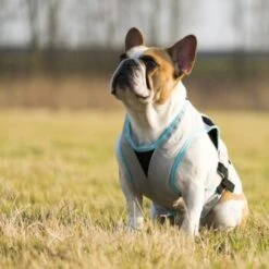 Trovet Suitical Kühlweste Dry Cool M -Tierbedarf Geschäft b32e0654ab987d26790de796cf13d2e54cbed73f 1321386 de DE Trovet suitical 6 Kopie