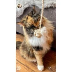 Kater Kasimir Deluxe Set Mit 9 Beliebten Katzenspielzeugen Aus Naturmaterial Und Handgemachtem CATMOM Armband -Tierbedarf Geschäft b933584b7dcd56603dddd340f05442bfffc43e18 1408141 de DE 8e1afbeea10c4c53b2e3c89a347993a00031803ayqowzr