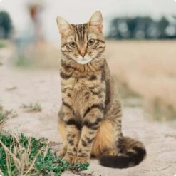 REAL NATURE Kitten Huhn Mit Pute Und Lachsöl 16x100g -Tierbedarf Geschäft bc56b458619aa86240780c2f64ff928db9b8da6b 1246887 de DE Real Nature Original Cat Bild