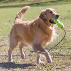 KONG Fetch Stick Rope -Tierbedarf Geschäft c3543a0c23a1e34ac3ec8d1ce972dd58e5e021f7 12d9f5525b65b5f160342bd3ce61fa496a26797d