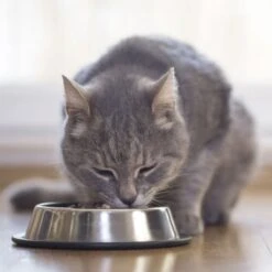 Beaphar Nierendiät 16x100g Taurin -Tierbedarf Geschäft c8ad53123d72effc89c2ae025e79641301e53f5e 89f1c3670cc0f79e4e6f030d0f9496acd74a2918