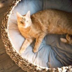 District 70 COCOON Natural M -Tierbedarf Geschäft d1bca9000c27271741682ed9d9947040fa216679 010fccd4edaf289528235b12a94f95e756b71b5e