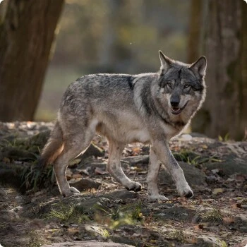 REAL NATURE WILDERNESS Junior True Country Huhn & Lachs 6x800 G 6 REAL NATURE WILDERNESS Junior True Country Huhn & Lachs 6x800 G – Bild 4