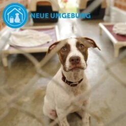 ADAPTIL Calm Halsband Anti Stress Erziehungshalsband S-M 16 ADAPTIL Calm Halsband Anti Stress Erziehungshalsband S-M -Tierbedarf Geschäft d9bbd74a63f2c6a012923d517365dbb7e82e2006 1204441 9