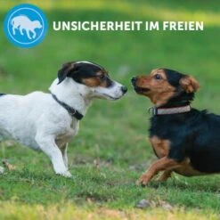 ADAPTIL Calm Halsband Anti Stress Erziehungshalsband S-M 15 ADAPTIL Calm Halsband Anti Stress Erziehungshalsband S-M -Tierbedarf Geschäft e220fc002f83144152ad7157c15120ad2d9d8471 1204441 8