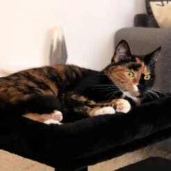 Lionto Kratzbaum 50 Cm Schwarz -Tierbedarf Geschäft e9872d8547e85fe692ccdee5ea4beb732e777364 1657017 de DE 8ef3326604869cb0804739e4332ea41f26ecfce95dcRNr