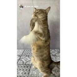 Kater Kasimir Premium Katzenangel Mit 4 Handgemachten Anhängern Aus Naturmaterial -Tierbedarf Geschäft f5a0947d639de966c4125c979f26b15c23b5fa95 1408150 de DE aa9d1c169f7ec9191367c416c4b64e9770f966aeO7Adip