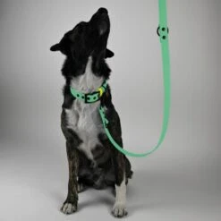 THE DOG IDEA Biothane Hundeleine Mint -Tierbedarf Geschäft f782e63c3994ca14df223cec88aaa339806a5961 1679158 de DE a444acbc611c3019faf0367530802dc2b00c59ddhNediU