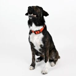 THE DOG IDEA Biothane Halsband Orange Neon Orange M 12 THE DOG IDEA Biothane Halsband Orange Neon Orange M -Tierbedarf Geschäft f82b95fe0914ba7fb90b5448ed566b6774598b24 1481072 de DE 295a951c20e19ba138952292557598f594888b49wu0leh