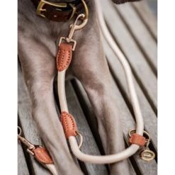 Freudentier Führleine 2m & 3-fach Verstellbar -Tierbedarf Geschäft f89940099070c3162adf440711f0edc5bb22072e 1496011 de DE 6c2382c9aa0f35ae5d0558378f7254aaf4412a67UPNndW